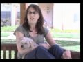 Brittany Foundation Dog Adoptions