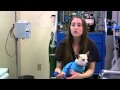 Cosumnes River College - Veterinary Technology