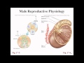 Lecture 17: Alexander Cheroske - Human Physiology